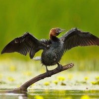 Pygmy Cormorant