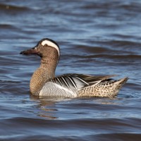 Garganey
